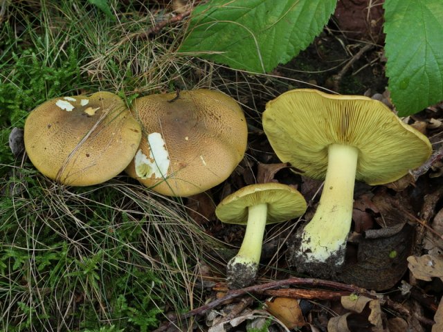 Tricholoma equestre, Kiefern-Grünling